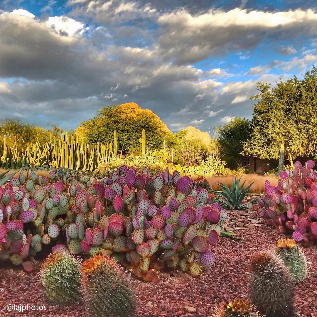 沙漠植物园(desert botanical garden)看看颜色绚丽的沙漠植物,会让你