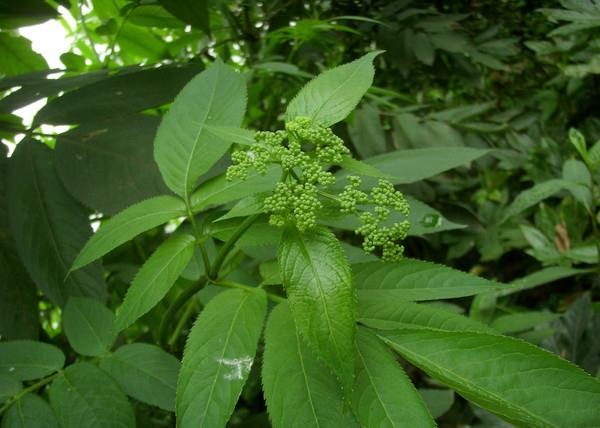 冷坑青,猢狲接竹,痱痒草,血和山,乌骨麻,赤车使者 《浙江民间常用草药