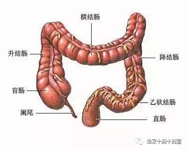 大肠主要位于人体的中下腹部,由盲肠,阑尾,结肠,直肠,肛管等部分构成.