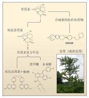 最令人振奋的是,我国学者发现,青蒿素还具有出色的抗肿瘤作用.