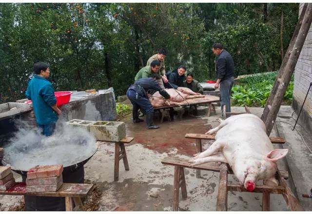 真实的巫山农村杀猪饭全过程浓浓的年味暖暖的乡情