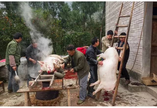 真实的巫山农村杀猪饭全过程浓浓的年味暖暖的乡情