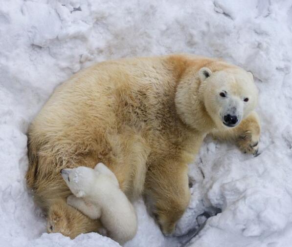 在雪地里的小北极熊显得非常的雪白,努力往熊妈妈的身上爬.