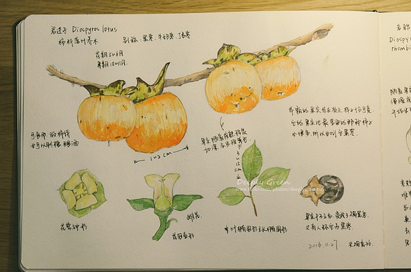 豆瓣日记初冬最明媚的颜色叫柿子橙自然笔记2016年11月27日