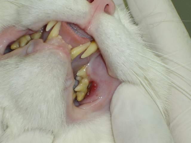 不想猫咪忍受牙龈炎的痛苦,四招让猫咪远离牙结石