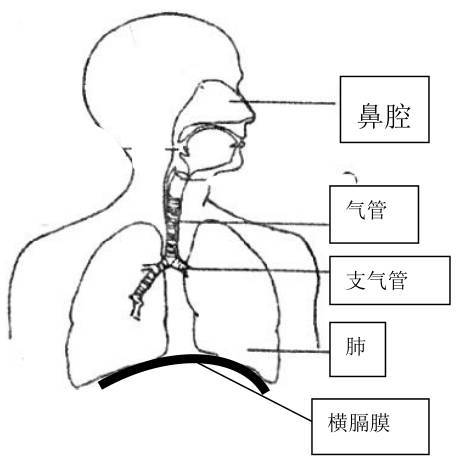 呼吸系统 等 运动系统 :(骨骼,关节,肌肉) 消化 系统 :(口腔,食道,胃