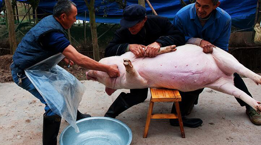 这边,水已经烧好,大家把猪抬到大桶里准备烫一烫刮猪毛了,这也是个