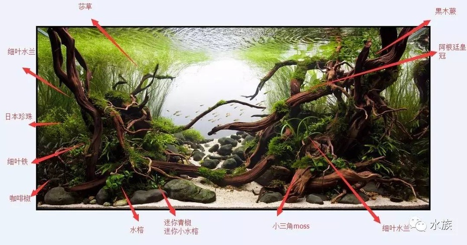 小水榕,迷你青椒,小三角moss,细叶水兰,黒木蕨,细叶铁,阿根廷皇冠