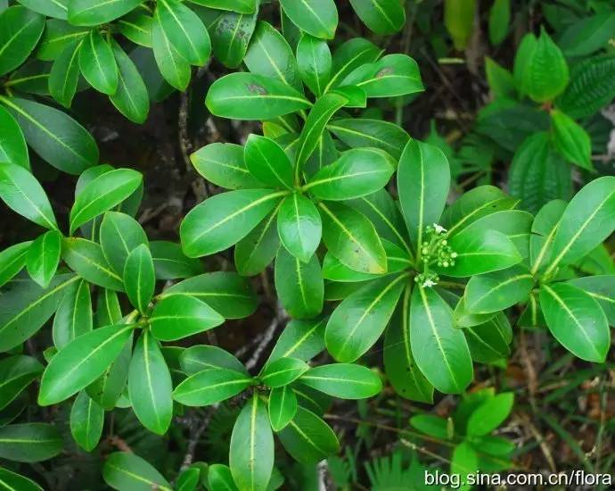 茜草科玛莉九节,树冠顶视图.特有种.