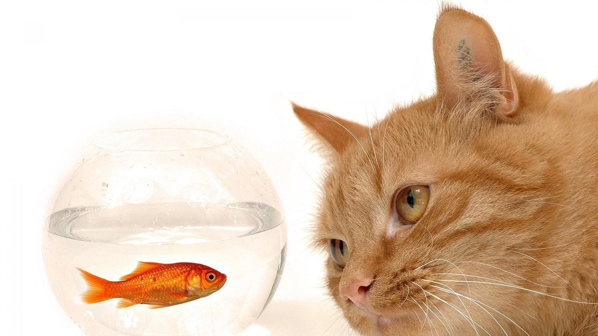 困在鱼缸里的猫猜成语_困在笼子里的猫(2)