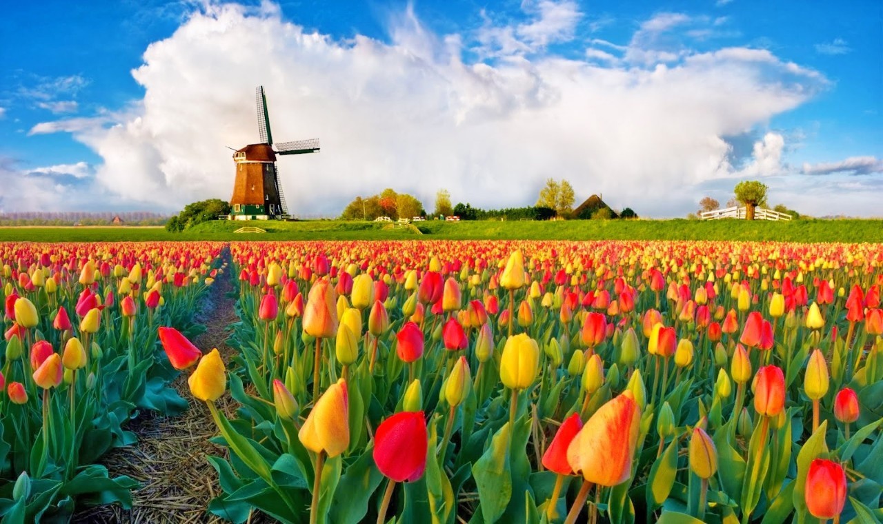 错过了风车和鲜花的荷兰,遇见的是什么风景?