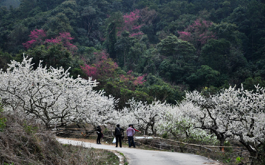 【1月8日】梁化梅园徒步,赏花摄影一天休闲活动