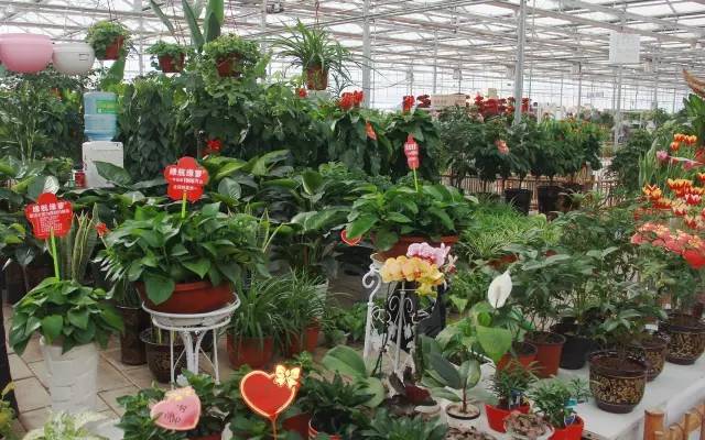 地址:荷花路万家丽东200米 长沙最大的花卉苗木批发市场,可以进行