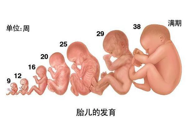 解析孕36周胎儿发育情况 这些细节需注意|解析