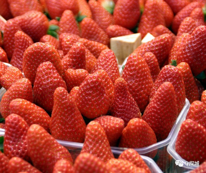 关于草莓转基因真假说法 附重庆采草莓攻略