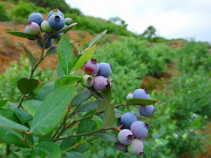 他们在深山老林中游牧,狩猎,采集野蓝莓,称野蓝莓为"吾格特",他们见到