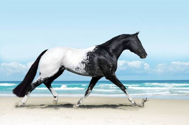 世界上最漂亮的马,每一匹都价值连城