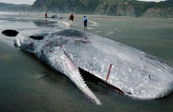 抹香鲸 抹香鲸是最大的鲸种.