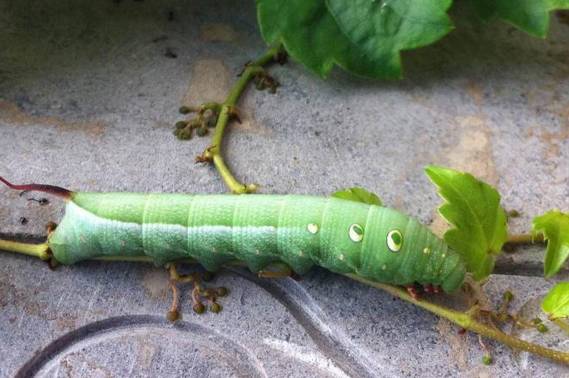 被大鹅盯上了,嘿嘿嘿~你懂的…… 第 2 名 猪儿虫,老母虫 战斗力