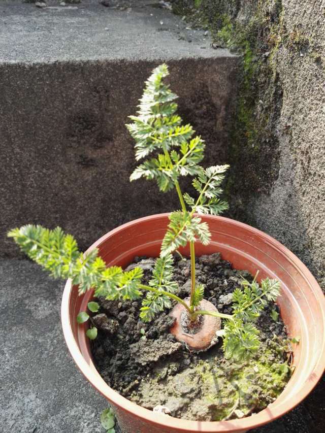 胡萝卜切完不要丢,水培土培随心意!