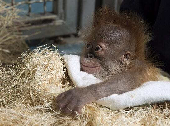 小猩猩刚出生就分离,一年后它来到母猩猩的笼前