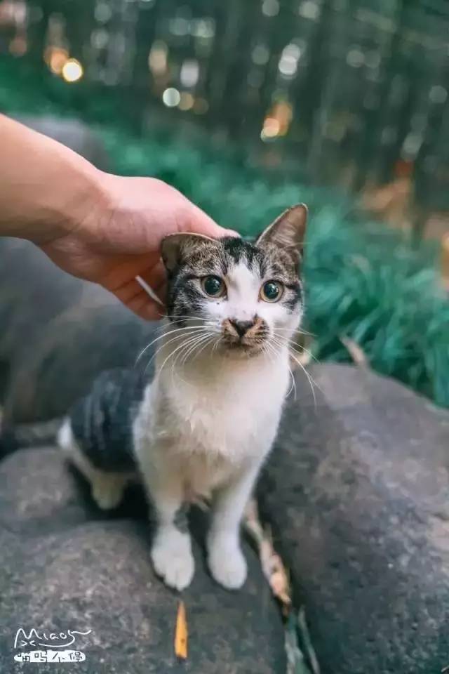 他动一动手指,就虏获了上万女孩子的心,就是喜欢他拍的猫咪可爱又迷人