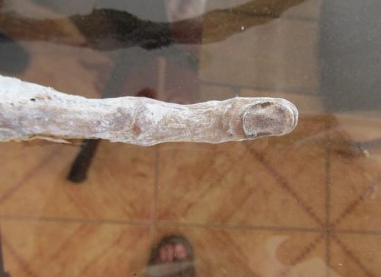 只有三根指头!秘鲁发现一个似外星人的手掌骨骸