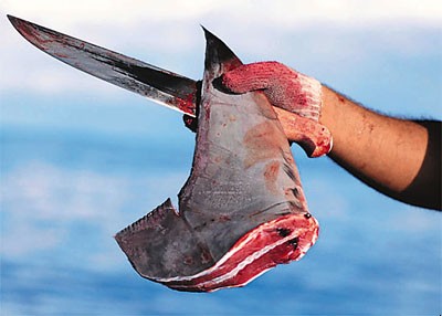 药物)杂志上刊登了一篇论文,科研人员测量了7种鲨鱼,分别为黑吻真鲨