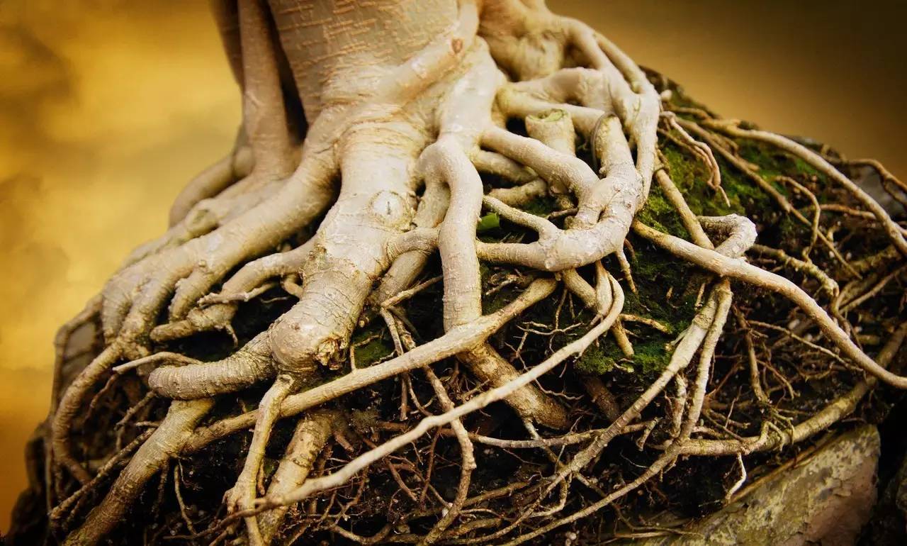 直根系的植物图片 直根系常见植物图 - 第 2 | 犀牛图片网