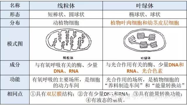 双层膜:线粒体和叶绿体