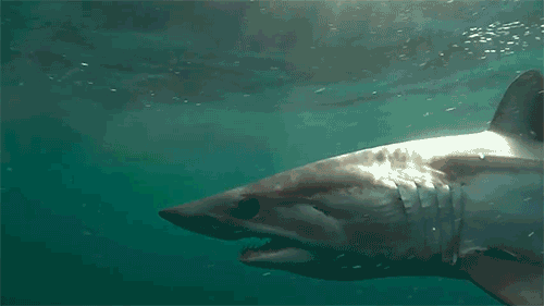 永远挥之不去童年阴影之电影大白鲨听到鲨鱼整个人都不好了