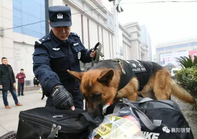 警营"特种兵—警犬出击 护航平安春运