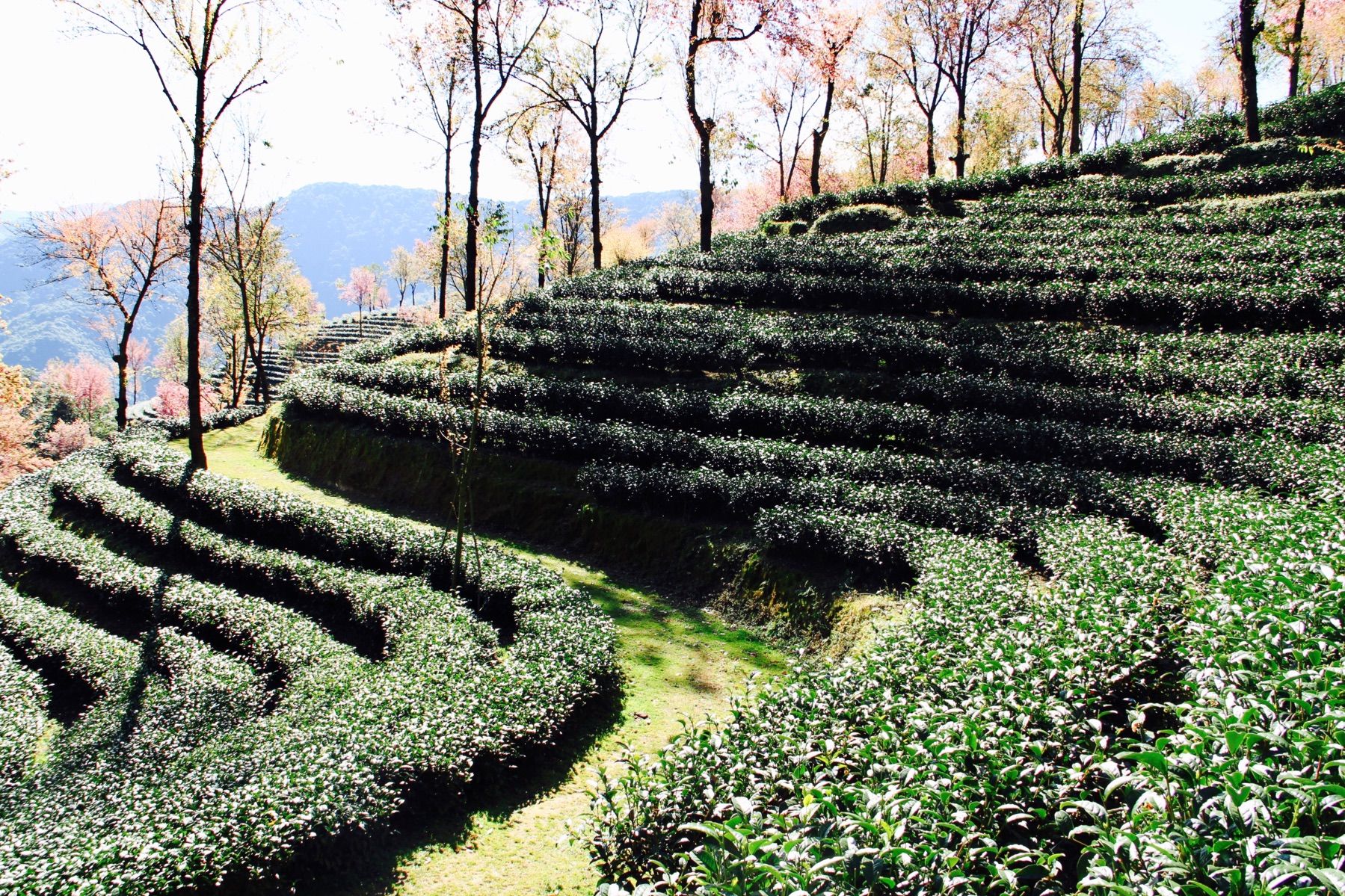 "据史料载,云南是野生茶树最集中的地区,而南涧无量山又是云南茶的原