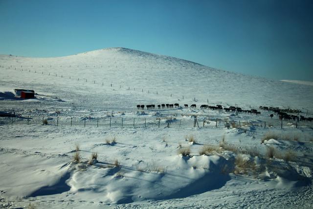 冬游内蒙古:从锡林浩特到克什克腾旗之路途雪趣
