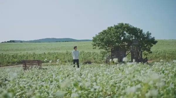 男主帅出天际的神剧《鬼怪》!原来在这里取景!荞麦花田清新到爆!