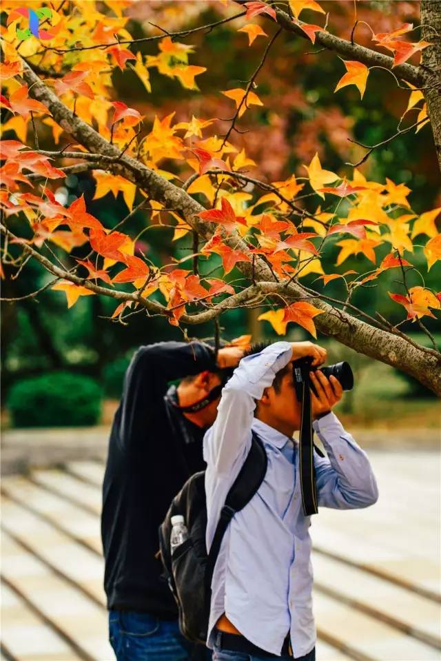 正文 也有倾倒在这枫叶树下的妹纸 或是摆弄着姿势,或是捧一手枫叶