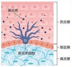 斑点是怎么形成的?原因是这样教你摆脱"斑女郎"