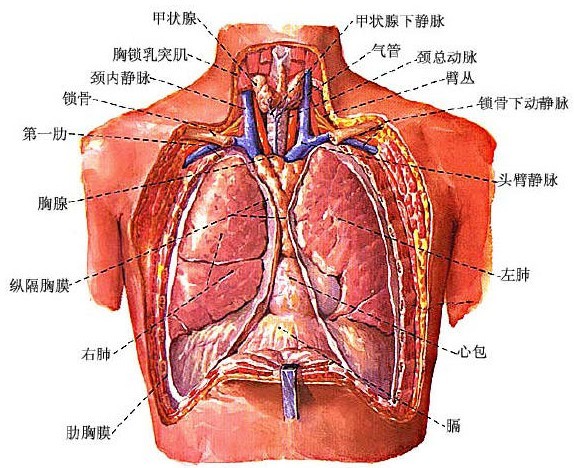 上通喉咙,左右各一,在人体脏腑中位置最高,故称肺为华盖.