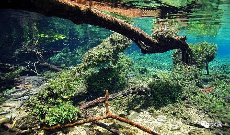 水下亚马逊巴西亚马逊支流原生境玩水族的最想去的地方可能就是巴西