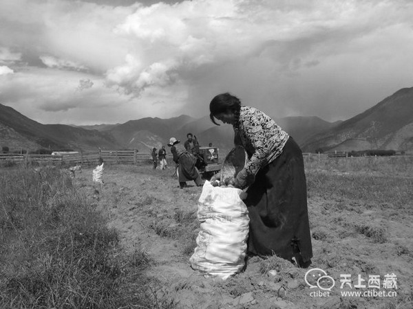 传统穷人吃菜,富人吃肉,在西藏颠覆你的思想