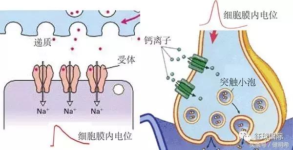 导线测量 真子午线方向;磁子午线方向;坐标纵轴方向_细胞膜内负电位向减小的方向变化称为_电位变化