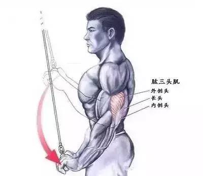 肱三头肌的锻炼方法主要是通过手臂的屈伸来达到刺激肱三头肌.