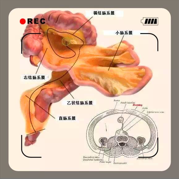 图(2):肠系膜
