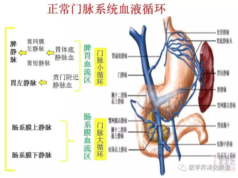 肝硬化门静脉血栓是如何发生的?