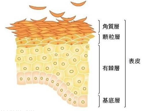 斑点是怎么形成的?教你摆脱 斑女郎 !