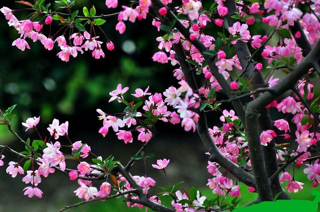 最简单的花_蝴蝶兰安全过冬最简单的方法,选对花正确养