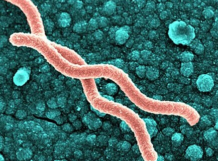 乳酸菌真的能杀死幽门螺杆菌吗?