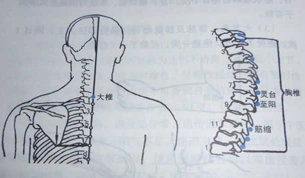 筋缩穴脊背强急腰背疼痛胃痛癫痫胆囊炎等