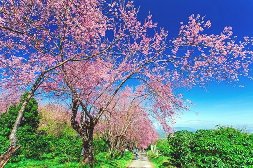 赏樱不用到日本，泰国这四个地方一样能够让你赞叹