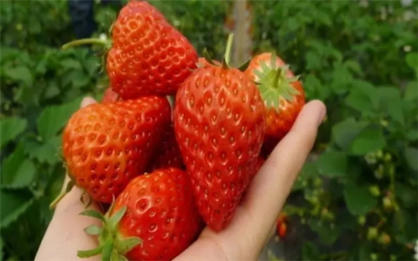 西安周边最具特色的摘草莓胜地大盘点